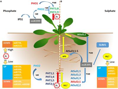 Involvement of Small RNAs in Phosphorus and Sulfur Sensing, Signaling and Stress: Current Update